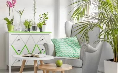 Con Puerto Capital puedes conocer las plantas de interior ideales para decorar tu departamento.