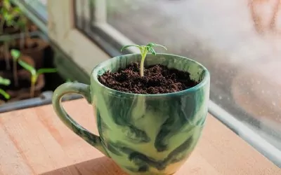 ¿Cómo y por qué plantar un limonero en un tazón de tu cocina?